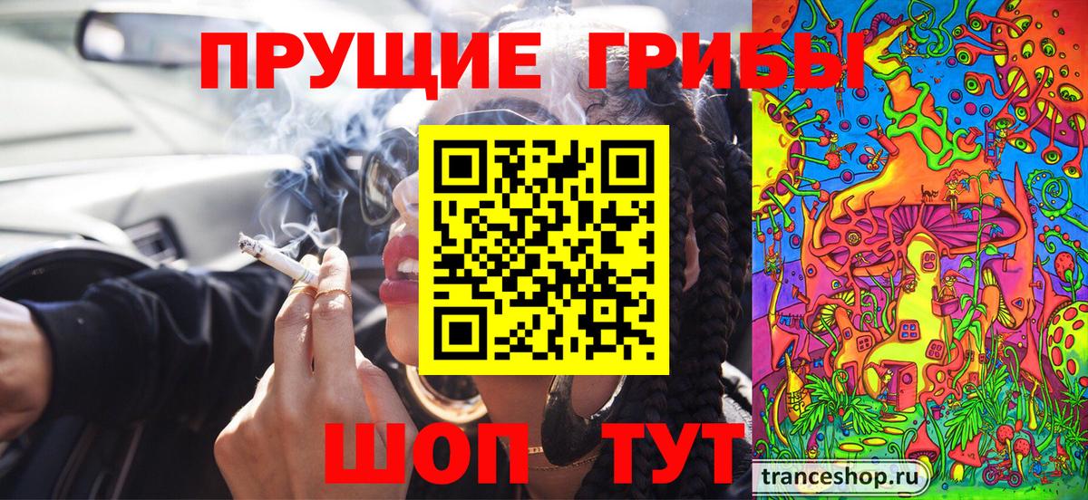 Псилоцибиновые грибы Psilocybine cubensis  Малгобек  Псилоцибиновые грибы Psilocybine cubensis 